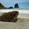 Lachtan novozelandsky - Phocarctos hookeri - New Zealand sea lion - whakahao 0193